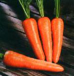 морковка Болтекс  сорт