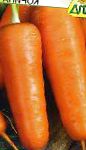 морковка Корина сорт