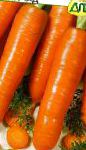 морковка Дарина сорт