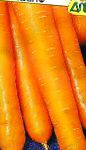 морковка Фаворит сорт