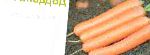 морковка Дордонь F1 (Сингента) гибрид