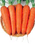 морковка Виктория F1 гибрид