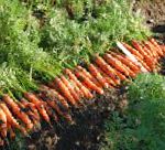 морковка Ньюхолл F1 гибрид