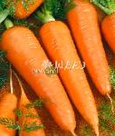 морковка Силвано F1 гибрид
