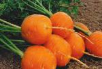 морковка Полярная клюква  сорт