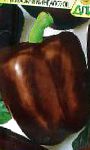перец Шоколадный красавец F1 гибрид
