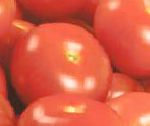помидоры Эклайм F1 гибрид