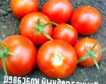 помидоры Приусадебный красавец сорт