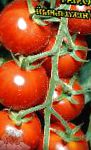 помидоры Уникальный сорт