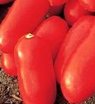 помидоры Цилао F1 гибрид