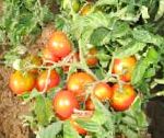 помидоры Северянка сорт