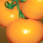 помидоры Оранжевый Бой F1 гибрид