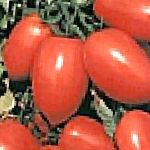 помидоры Семко 101 F1 гибрид