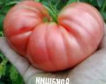 помидоры Аркашин сорт