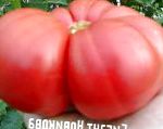 помидоры Гигант Новикова  сорт