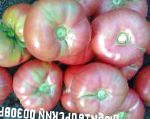 помидоры Любительский розовый  сорт