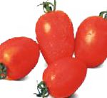 помидоры Галилея F1 гибрид