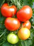 помидоры Сеткопа гибрид