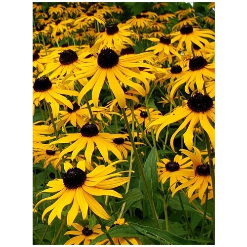  360      / Rudbeckia Goldsturm, 50 