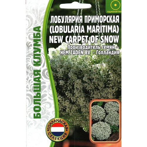  189  , Lobularia maritima ( 1 : 500  )