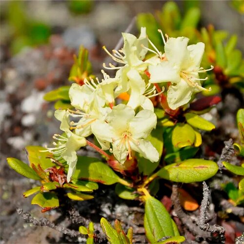  410   (. Rhododendron aureum)  25