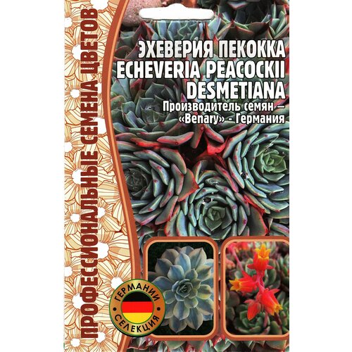  199   Echeveria peacockii desmetiana ,  ( 1 : 5  )