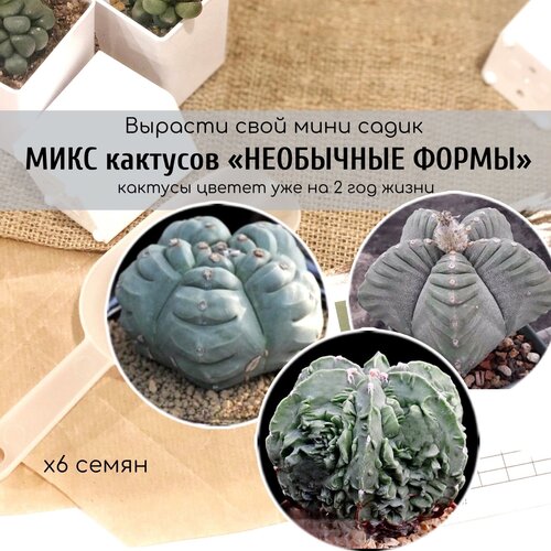  420          / Astrophytum myriostigma Kikko Nudum