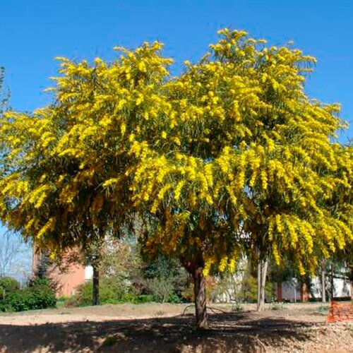  440   (. Acacia retinodes)  10