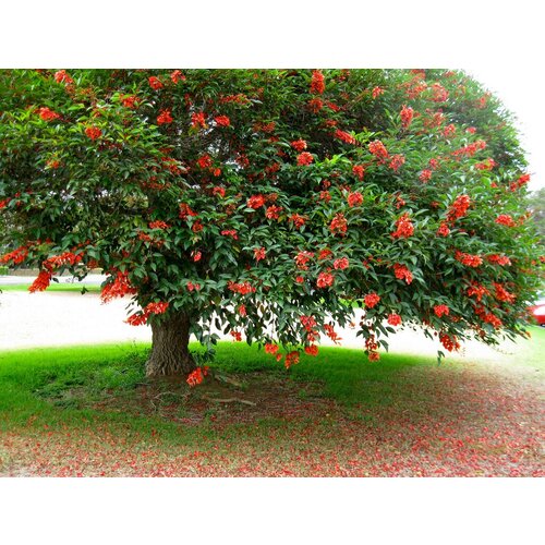  480    (. Erythrina crista-galli)  5