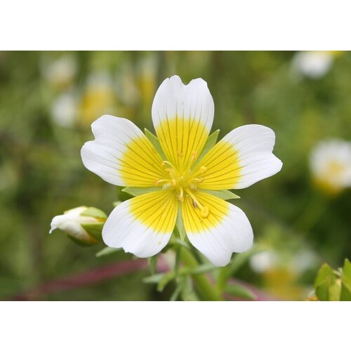  370   (. Limnanthes douglasii)  20