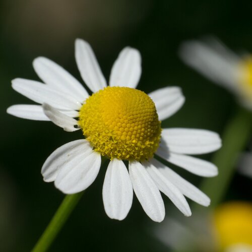  340   (. Matricaria chamomilla)  50