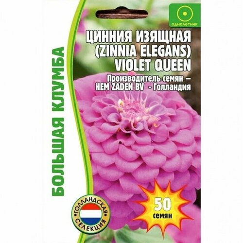  216  Violet Queen  (Zinnia elegans)  