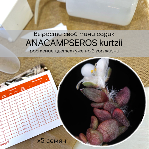  380  Anacampseros kurtzii    .        .