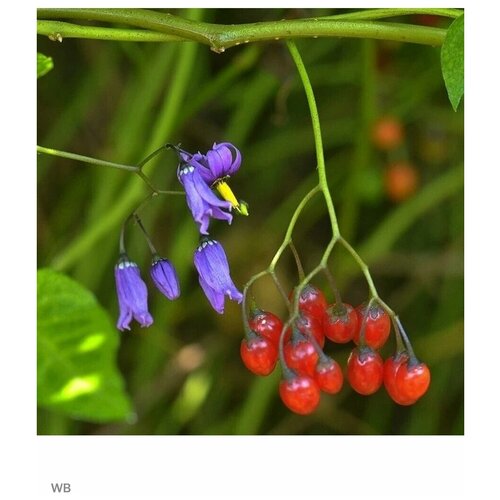    - (Solanum dulcamara) 5 .,  430 