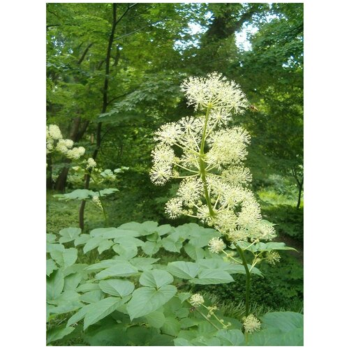  329    () /   / ׸  / Aralia mandshurica (elata), 30 