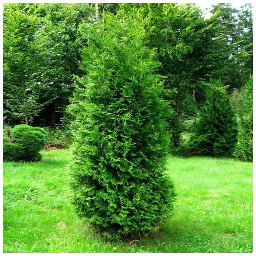  420    (. Thuja occidentalis Brabant)  50