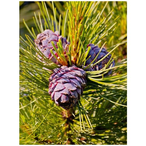  750    /    / Pinus sibirica, 120 