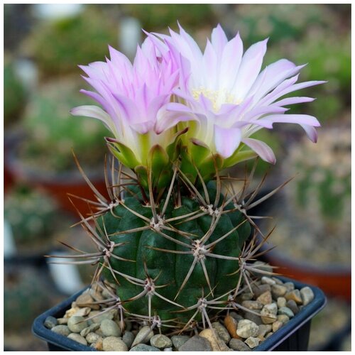  350     Gymnocalycium horridispinum 10 .