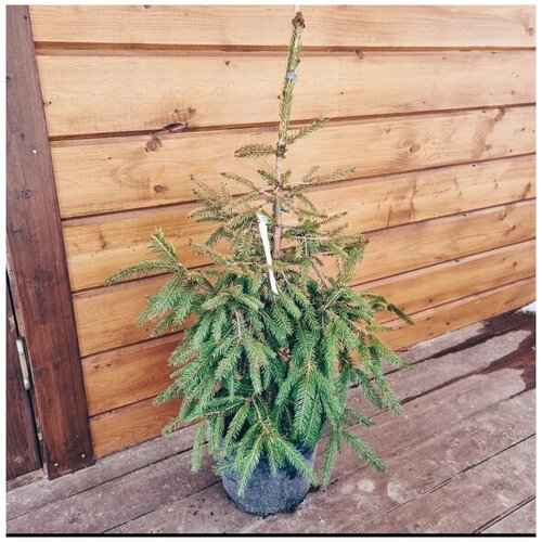  3800    (Picea abies Norrkoping) h 80-100