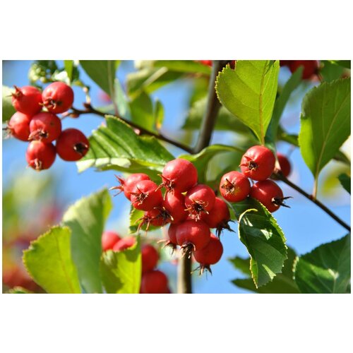  390       - (Crataegus crus-galli)  25