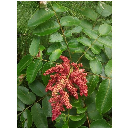  360    () / Rhus chinensis, 20 