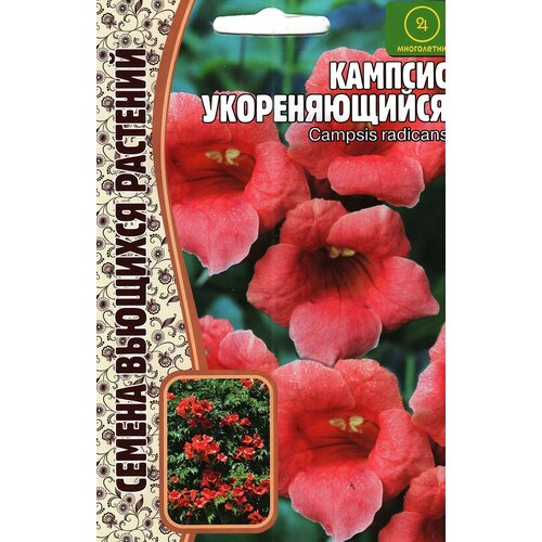  209   CAMPSIS RADICANS ,  ( 1  : 20  )