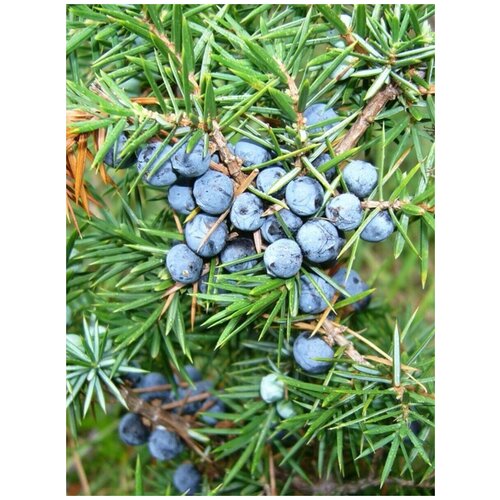  828    () / Juniperus communis, 90 