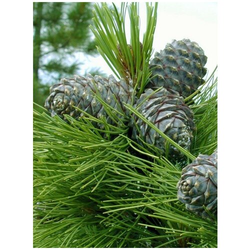  380    (Pinus sibirica), 30 