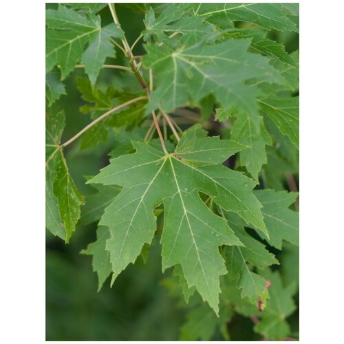  396    () / Acer saccharum, 10 