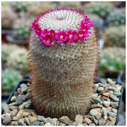  350     Mammillaria dixanthocentron P-322 10 .