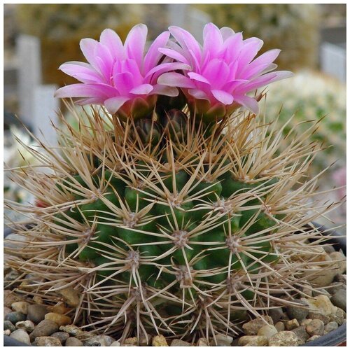  350     Gymnocalycium neuhuberi GN-77 10 .