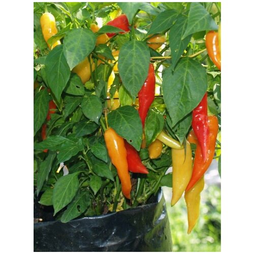  288    Aji piura /  , 5 