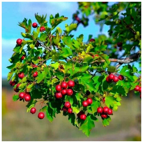  390   (. Crataegus aestivalis)  25