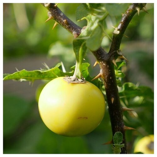  330   (. Solanum linnaeanum)  10